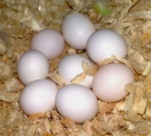 Conures eggs. Blue and Gold Macaws Catalina Macaws