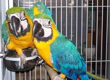 parrots and fertile 
