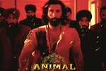 Animal movie, Animal breaking news, record breaking nominations for animal, Screenplay