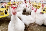 Bird flu 2024, Bird flu new outbreak, bird flu outbreak in the usa triggers doubts, Positive