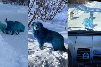 Bright Blue Stray dogs found in Russia