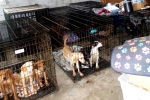 Kim Keon-hee, Kim Keon-hee, consuming dog meat is a right of consumer choice, Adoption