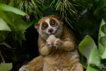 endandgered species, Red list, cute but deadly the critically endangered slow lorises, Nutrition