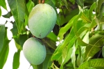 mango seeds, mango leaves poisonous, mango leaves seeds helps in reducing blood sugar and diabetes here s how, Mangoes