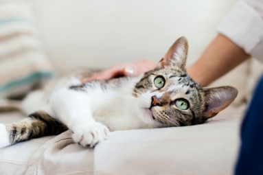 Two pet cats in New York test positive for Covid-19