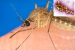 West Nile Virus deaths, West Nile Virus news, russia warns of west nile virus, Autumn